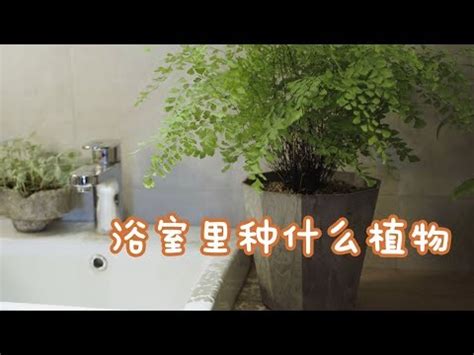 廁所耐陰植物|廁所可以放植物嗎？適合放在浴室、廁所的植物推薦